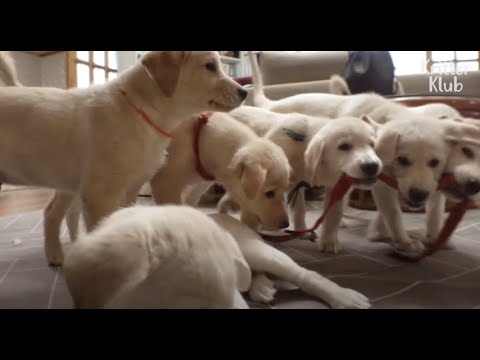 Video: Hier ist zu sagen, wenn Ihr juckender Hund von Räude leiden kann