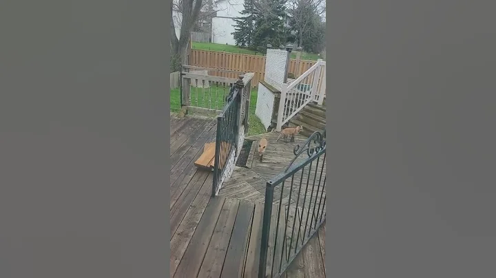 baby foxes 3