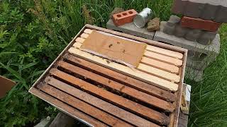 Taking a look inside a hive of new bees by Halfway Farms and Outdoors 94 views 1 year ago 15 minutes