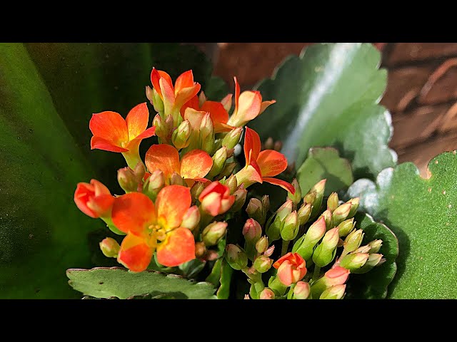 花】カランコエの育て方・植え付け - YouTube