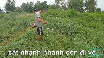 Cắt cỏ ntn cho đúng kỹ thuật - tập làm nông dân vlog2