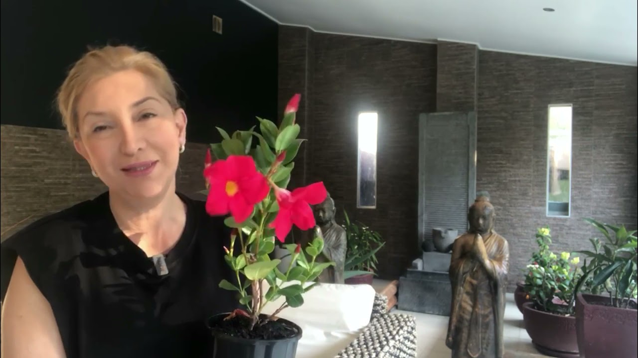 MANDEVİLLA (SUNDAVİLLA-DİPLADENİA) SARMAŞIĞI BAKIMI