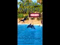 Loro Parque Highlights: Turn up the Volume, Relax and Enjoy the Magic of Nature! 🌿✨