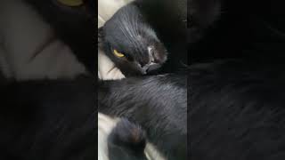 Bothering the sleeping cat #catsofyoutube #catgram #funny #cat #kitten #cute