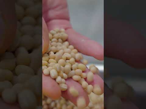 Cómo se elabora el wagashi en una pastelería japonesa con 400 años de historia