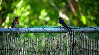 Welcome Swallow / Warou with Song - New Zealand Birds, Kapiti