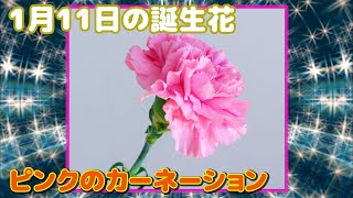 1月11日の誕生花 ピンクのカーネーション どんな花 あなたに送る花言葉は Youtube 1月11日の誕生花 ピンクのカーネーション どんな花 あなたに送る花言葉は Youtube