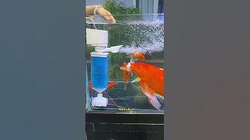 Nước bể cá trong veo và cá luôn khỏe mạnh nhờ bồn cầu cá thần kỳ này! #notashopvn #aquarium