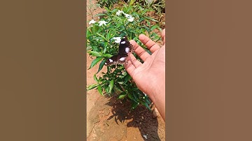 🧚‍♂️🧚‍♀️Butterfly animation video🧚‍♀️🧚‍♀️ background,🧚flying butterfly animation video,🧚‍♀️🧚‍♀️🧚‍♀️