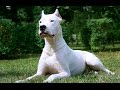 Dogo argentinothe lord of the dogs