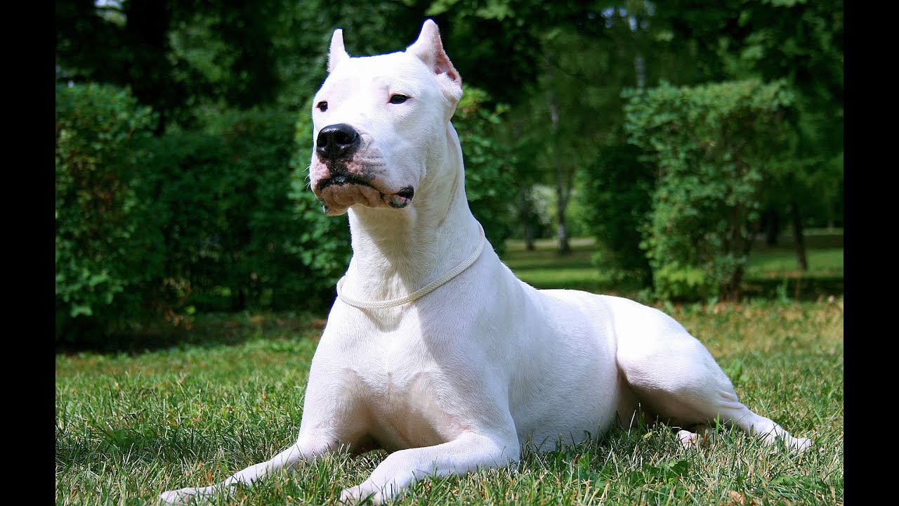 ドゴアルヘンティーノ Dogo Argentino の価格や略歴 飼い方の注意とは 犬種ヴィジュアル図鑑