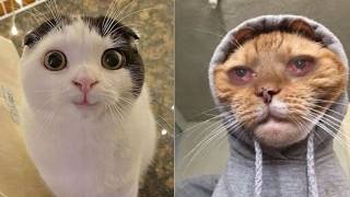 😻😹 Katzen-Comedy vom Feinsten: Die witzigsten Missgeschicke, die du nicht verpassen darfst! 😻