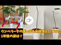 【観葉植物】ウンベラータを大胆にカット！1年後には葉が茂りました　～Foliage plant～