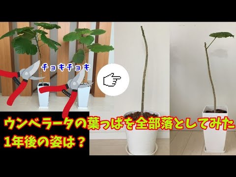 観葉植物 ウンベラータを大胆にカット 1年後には葉が茂りました Foliage Plant Youtube