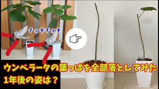 【観葉植物】ウンベラータを大胆にカット！1年後には葉が茂りました　～Foliage plant～