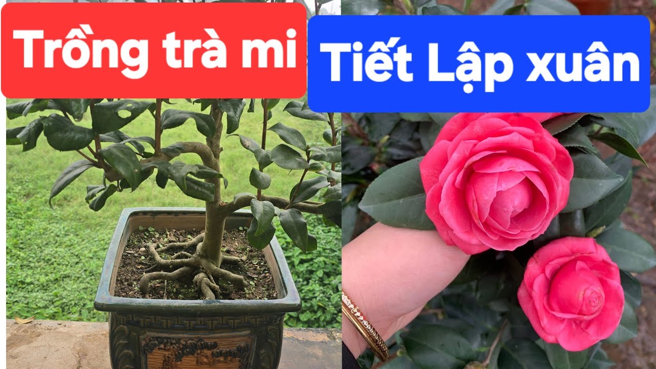 Trồng trà mi tiết Lập xuân