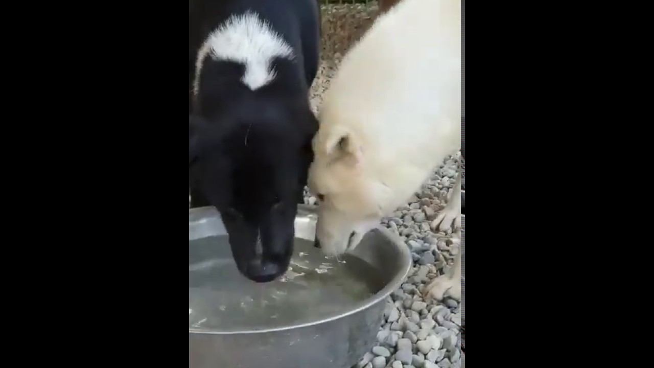 korean bbq near me Cloud and Minsang