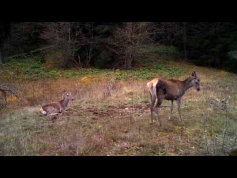 ირმები ბორჯომ-ხარაგაულის ეროვნულ პარკში | Borjomi-Kharagauli National Park