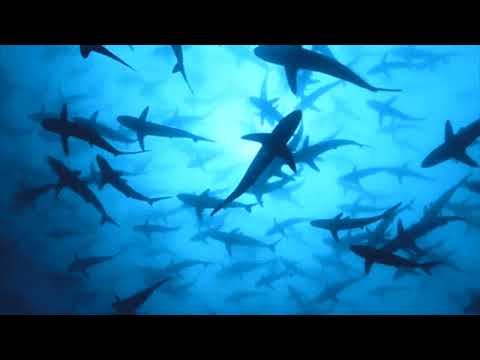 tide ritual - titanic (extended) [slowed + reverb]