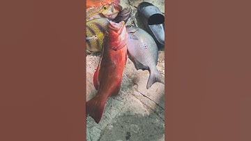 cá mú đỏ Côn Đảo ạ