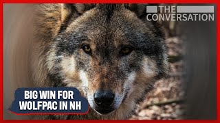 Wolf-PAC Wins BIG In New Hampshire