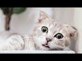 Gatos Graciosos - Los Mejores Videos de Gatos Chistosos # 49