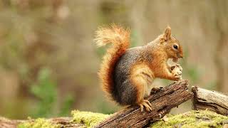 Red squirrel enjoys a snack on a mossy log in a serene forest setting.