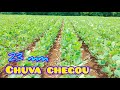 ✅ CHUVAS VOLTA NA REGIÃO - SAFRA DE SOJA 23/24 - ESTAMOS ESPERANDO MAIS. 🌧️🌧️🌧️