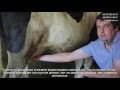Доильный аппарат АИД-1 (Damilk): подготовка и доение коровы