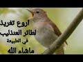 تغريذ رائع للعنذليب في الطبيعة Un tweet merveilleux et varié de l'oiseau Rossignol dans la nature