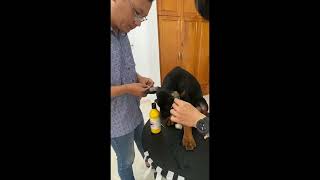 Hướng dẫn cách vệ sinh và quấn tai cho chó Doberman sau khi cắt đơn giản tại nhà | Chomeocanh.com by MeowGo Pets Farm | Chomeocanh 66 views 3 weeks ago 5 minutes, 6 seconds