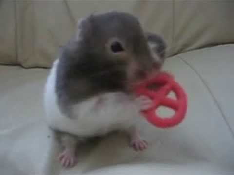 Baby Hamster Stuffing a WHOLE Pretzel in her Mouth