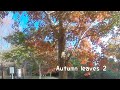 Autumn leaves #vr