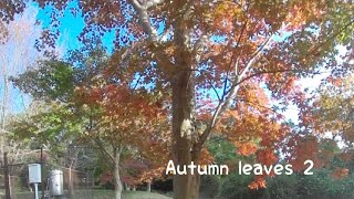 Autumn leaves #vr