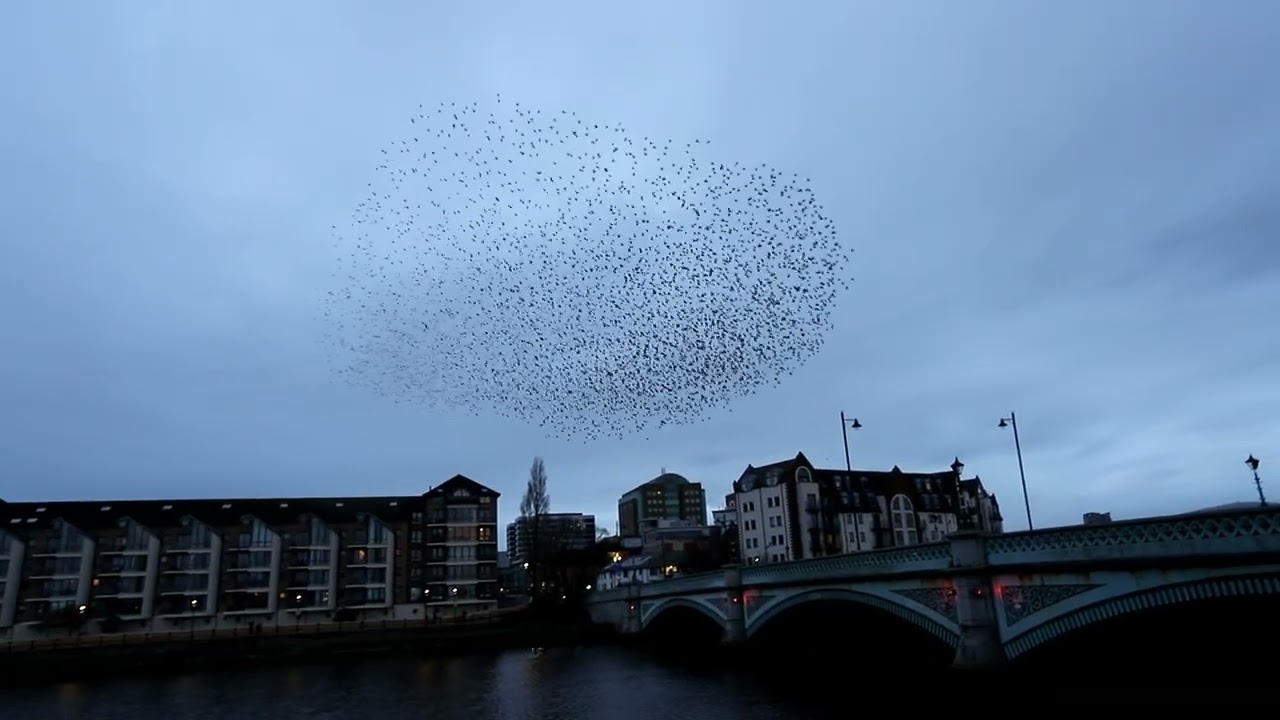 Murmuration Albert bridge Belfast 2026