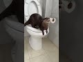 🐾Toilet cute guy♥️