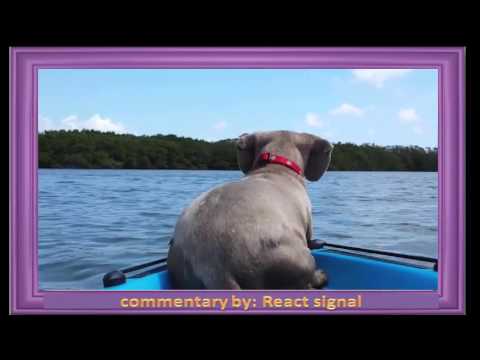 reacrt of Dog Jumps Off Boat to Chase Dolphin
