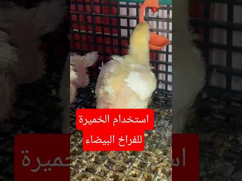 استخدام الخميرة للفراخ و تغيير العلف و وزن الفراخ البيضه عمر ١٨ يوم