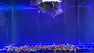 Video Tổng Hợp Động Vật Dễ Thương Đầy Màu Sắc,Hoa,Cây,Cá Mập,Rùa,Rắn,Cá Vàng,Cá Koi,Cá Trê,Cá Tỳ Bà