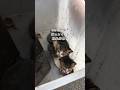 殺処分を減らすにはどうしたら結局どうしたらいいの? #保護猫 #animal rescue #負傷猫 #野良猫