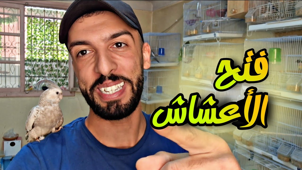 جولة في غرفة عصفور 😅 إنتاج طيور الكناري 😄