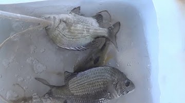 Câu cá bằng mồi tôm sống