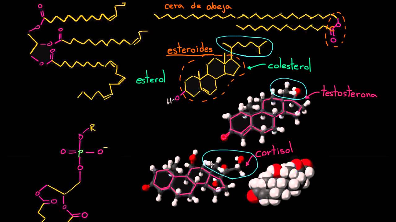 Repaso de lípidos | Macromoléculas | Biología | Khan Academy en Español matemática e suas tecnologias