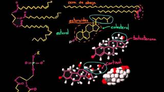 Repaso de lípidos | Macromoléculas | Biología | Khan Academy en Español