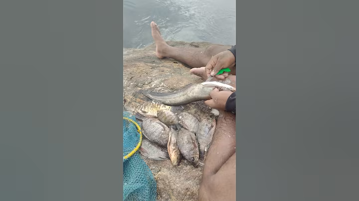 fish stomach cutting #trending #fishcutting #viralvideo #food #seafood #shots #shorts #fishing video