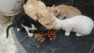 feedings mom kitten| Sweet Kitty by world of stray meowing  585 views 8 months ago 3 minutes, 1 second