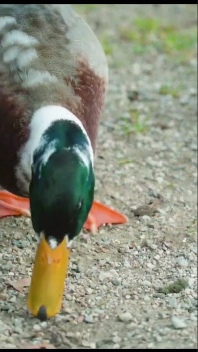 Funny Duck Eat Nyo nyo song #shorts