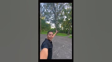 Cụ cây xà cừ siêu to khổng lồ | chỗ các bạn còn không | cây xà cừ còn là 1 vị thuốc? #thanhcosontay