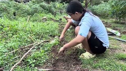 Tổng hợp cảnh trồng trọt và đường quốc lộ 1 , sau là cảnh nước lụt lịch sử 2025.