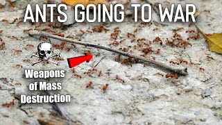 I Filmed Ants Going to War